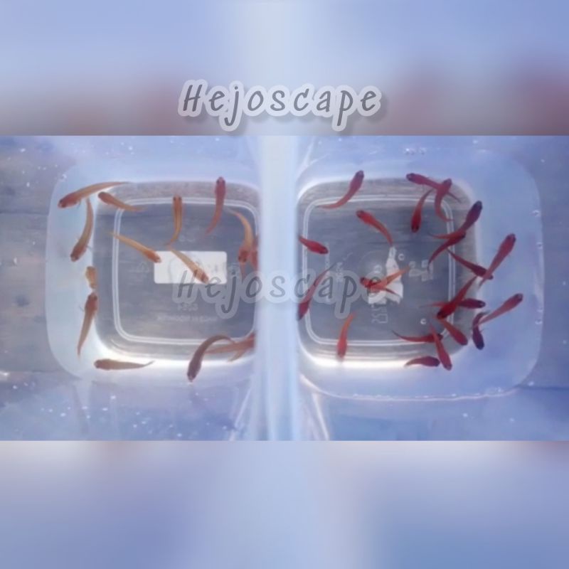 Bangkanensis / Bankanensis Varian RED 3-10cm