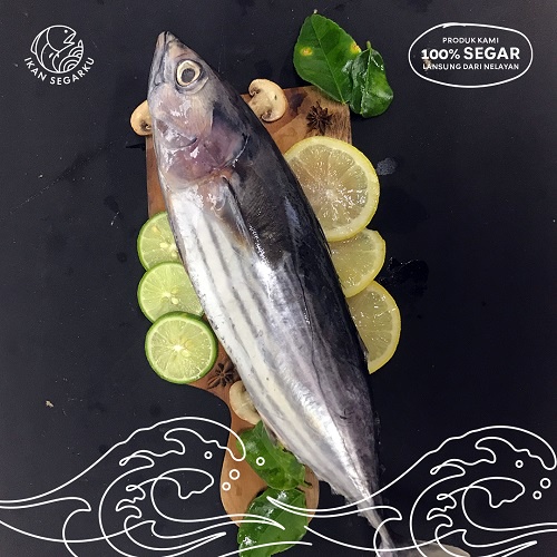 

Ikan Cakalang Segar Utuh