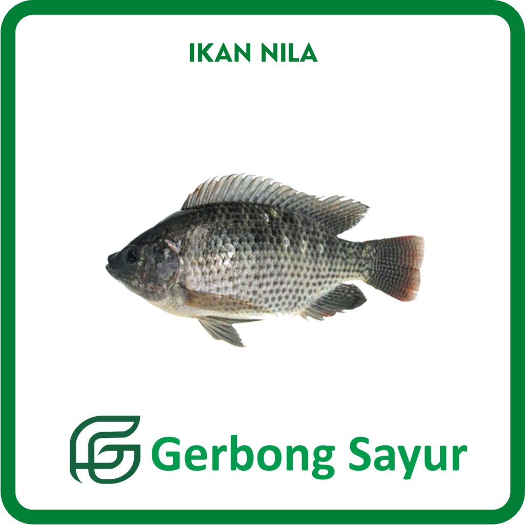 

Ikan Nila Segar - 500g
