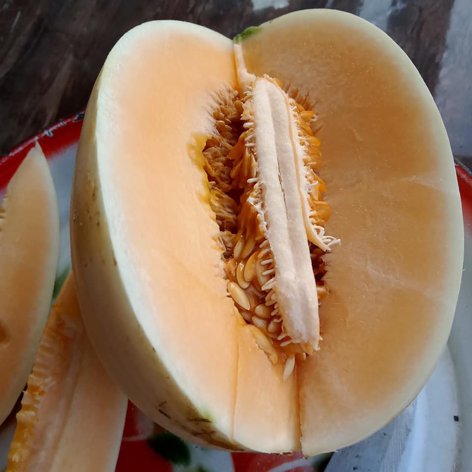 2 Benih Bibit Melon Golden F1 Hibrida Eksis Buah Buahan Melon Kuning Super Bintang Asia Tahan Virus Unggul