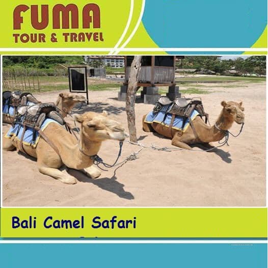 Tiket Bali Camel Safari 30 Min / 60 Min