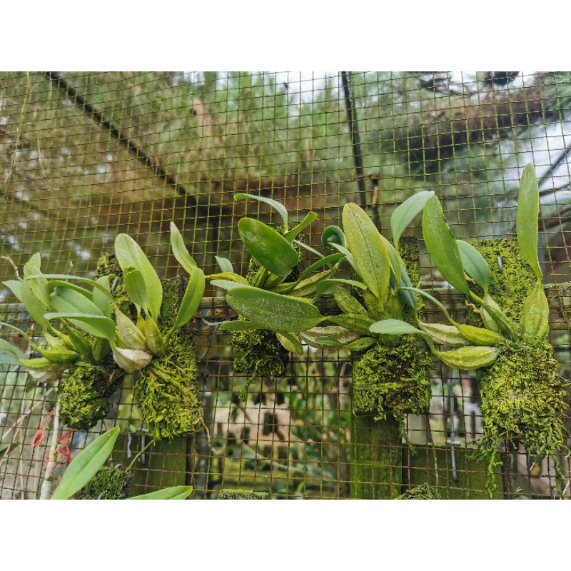 Dendrobium agregatum