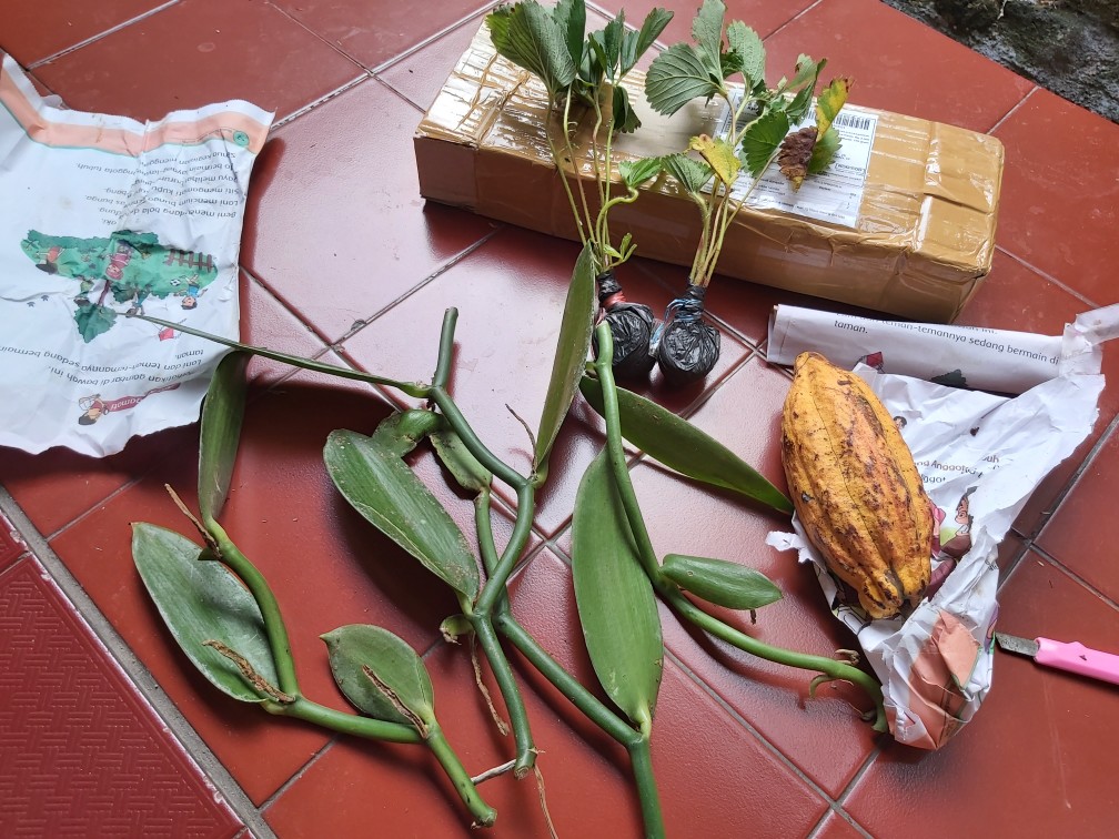 Bibit Strauberi Sudah Tumbuh Dan Berbungga