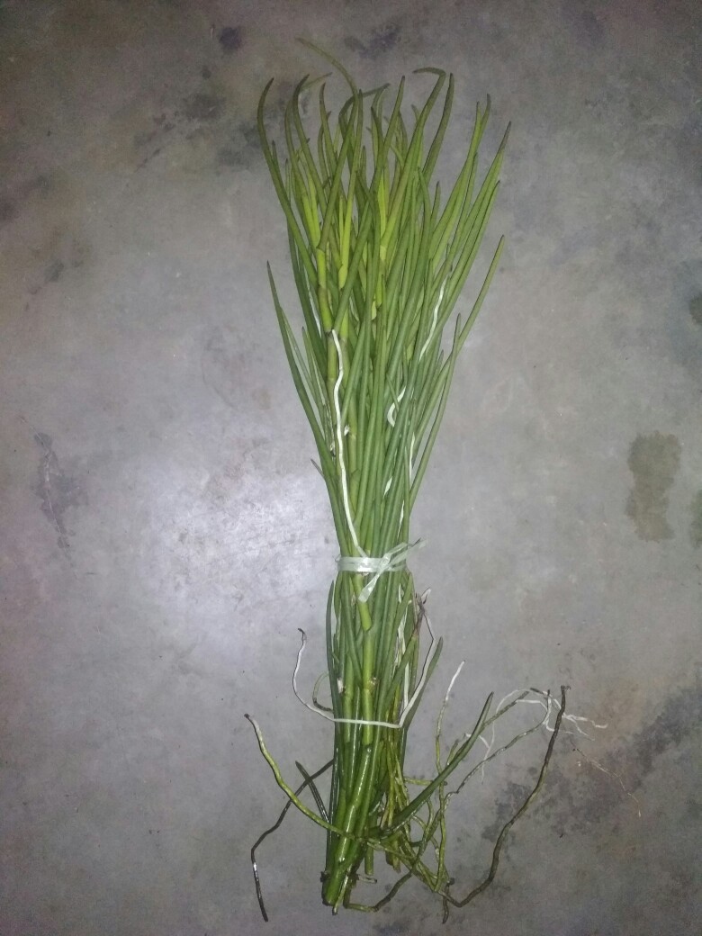 Vanda Douglas Murah (dewasa)