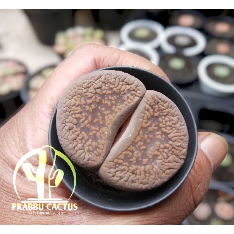 Lithops jumbo 4 cm +