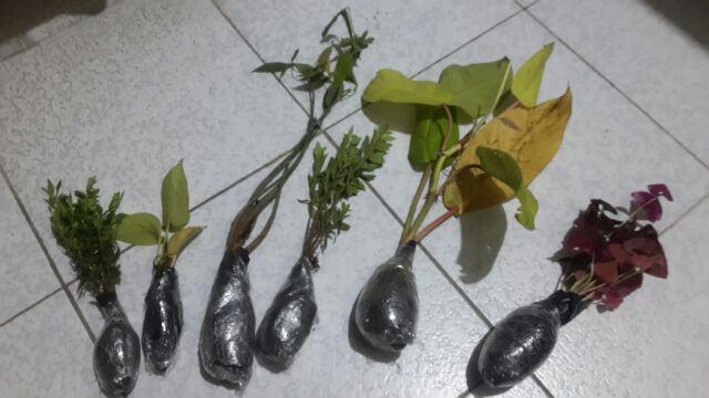 Tanaman Gantung Srigading Lemon | Srigading Love| Pohon Srigading