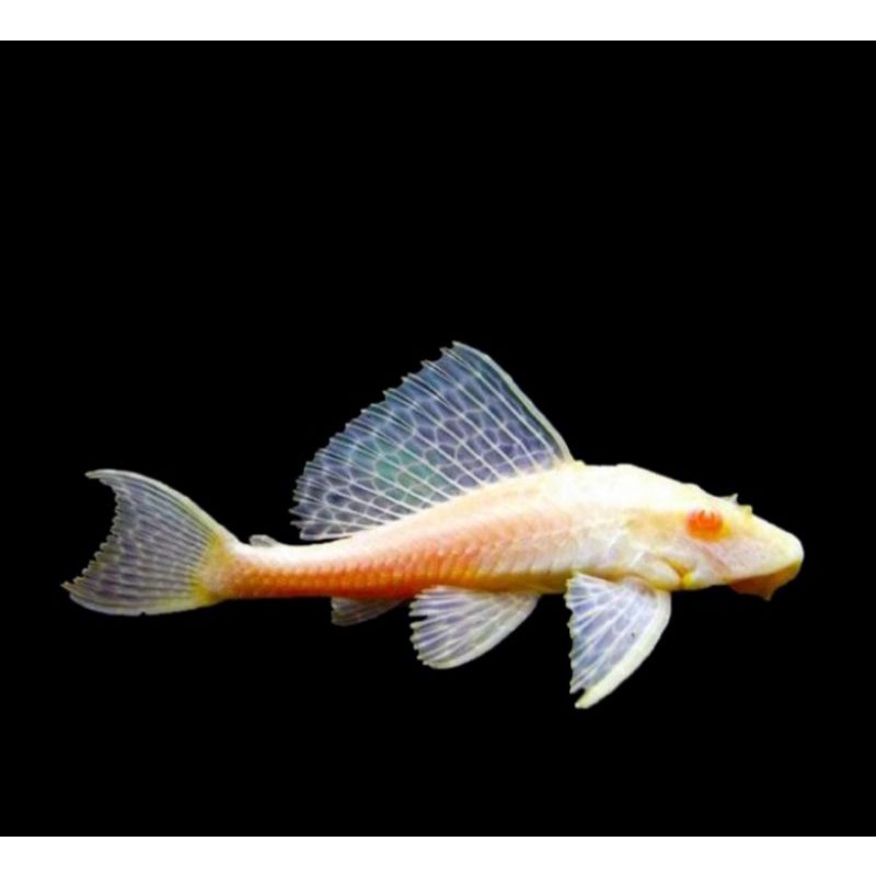 ikan hias sapu sapu albino