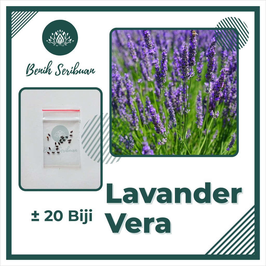 [CHECKOUT Rp. 1000] 20 Benih Lavender Vera English Bibit Bunga Herb