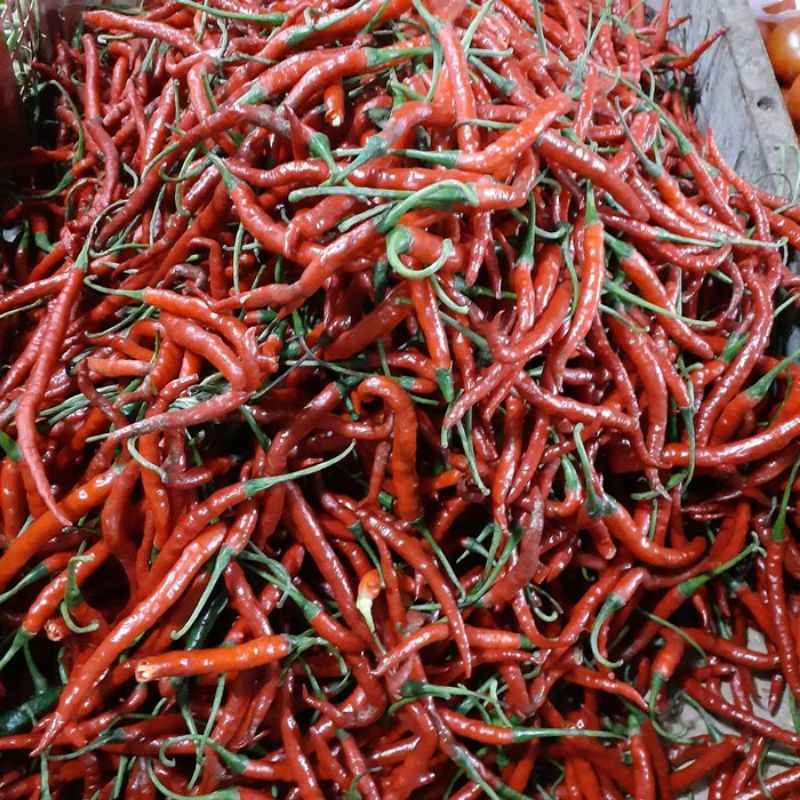 

CABAI MERAH KERITING KRITING SEGAR