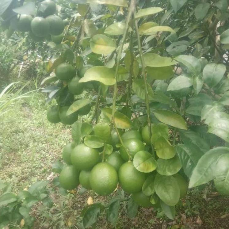 

TRXz6Z0l--lemon organik 1 kg grosir termurah