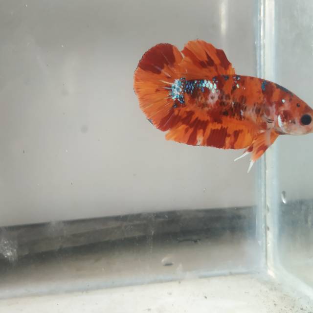 Ikan Cupang Plakat Emerald ( Nemo Galaxi )