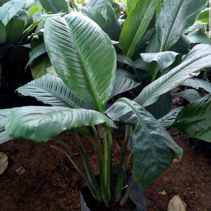 Tanaman Hias Peace Lily Sphathiphyllum Giant
