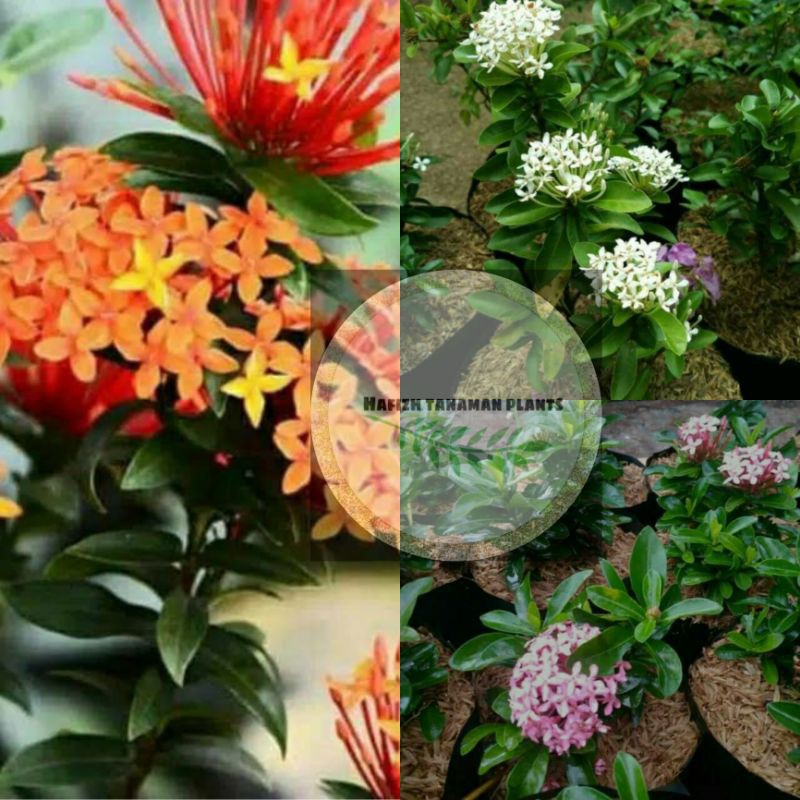 Promo paket bunga asoka 3 jenis warna bunga oren putih pink Tanaman Hidup-,Bunga Hidup Murah Bunga H