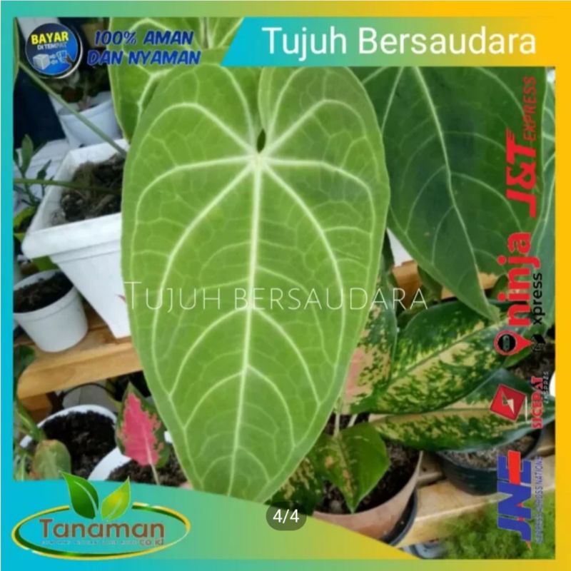 

BONGOL KUPING GAJAH SUPER BERKUALITAS