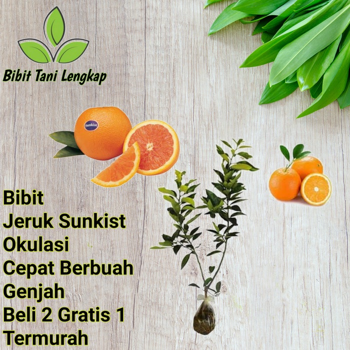 Bibit Tanaman Buah Jeruk Sunkist