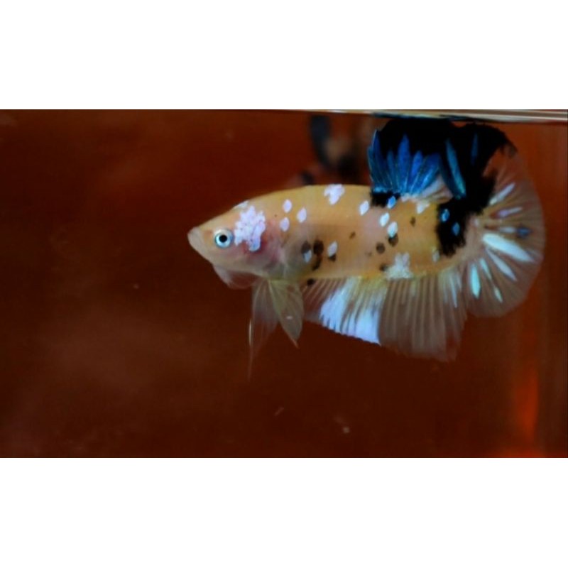 cupang plakat Giant yellow base galaxi