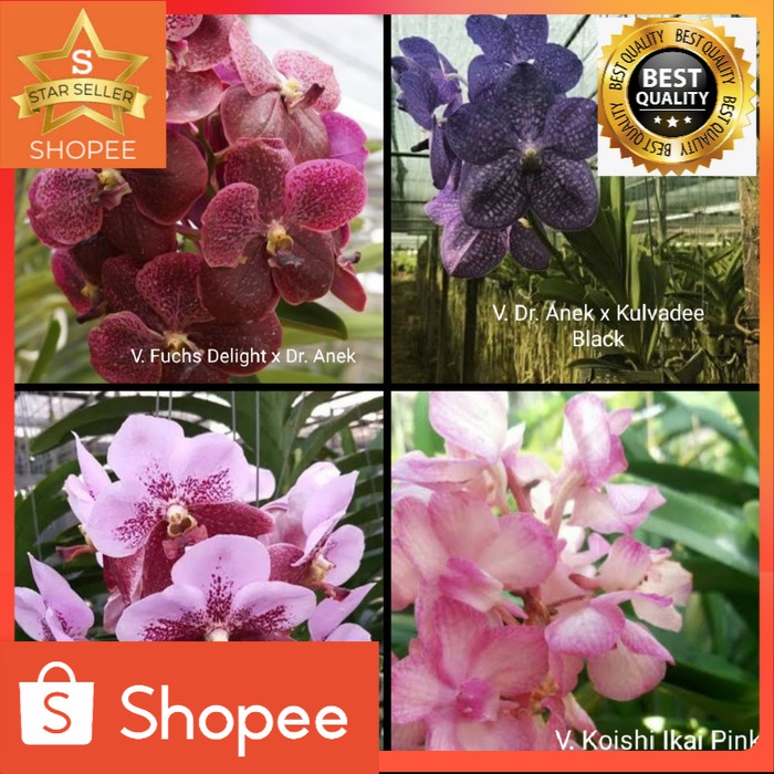 Anggrek Vanda Hybrid Dewasa Siap Bunga