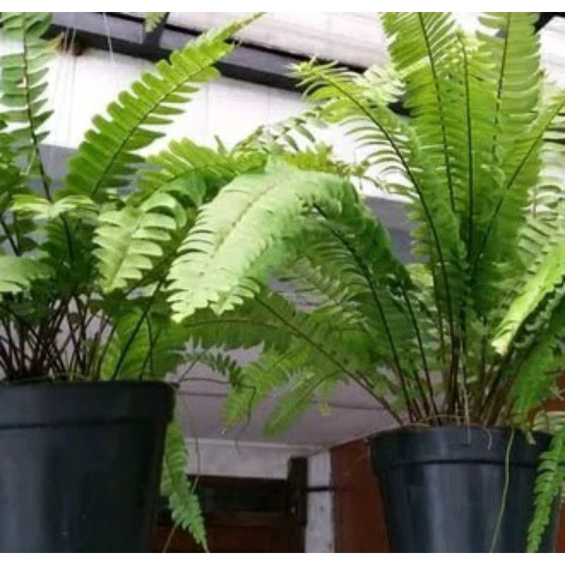 jual pakis bostone /bukan pakis sayur /pakis hiasan halam rumah