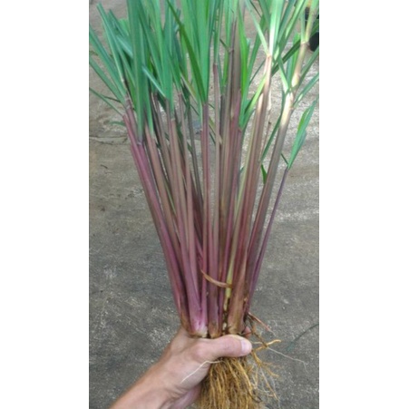 

1kg Sereh merah segar/sereh lanang bisa untuk bibit