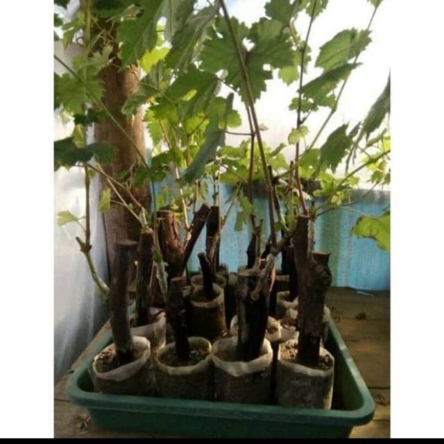 Bibit Anggur SETO GIANT Grafting Import