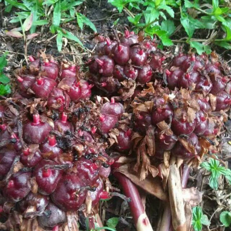 

BUAH HONJE LAKA SEGAR
