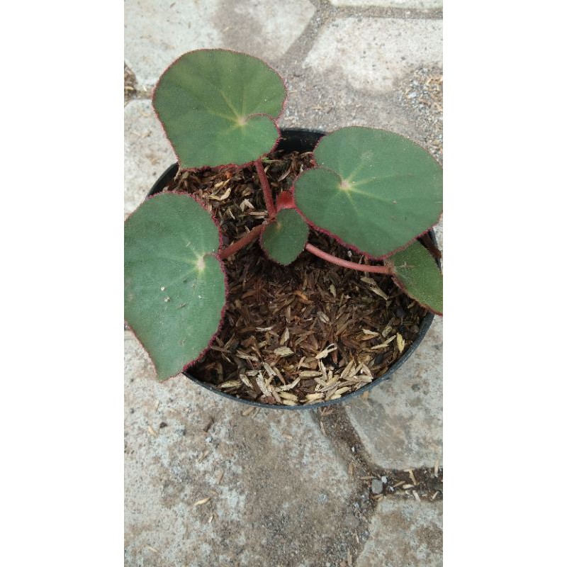 Begonia Karpet