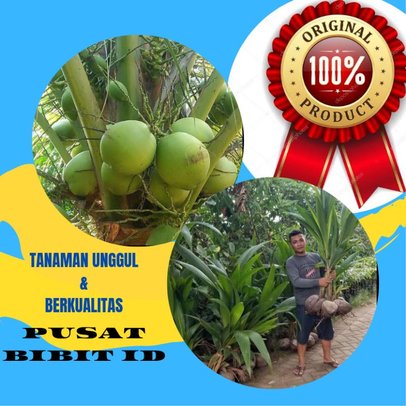Bibit Kelapa Hijau genjah