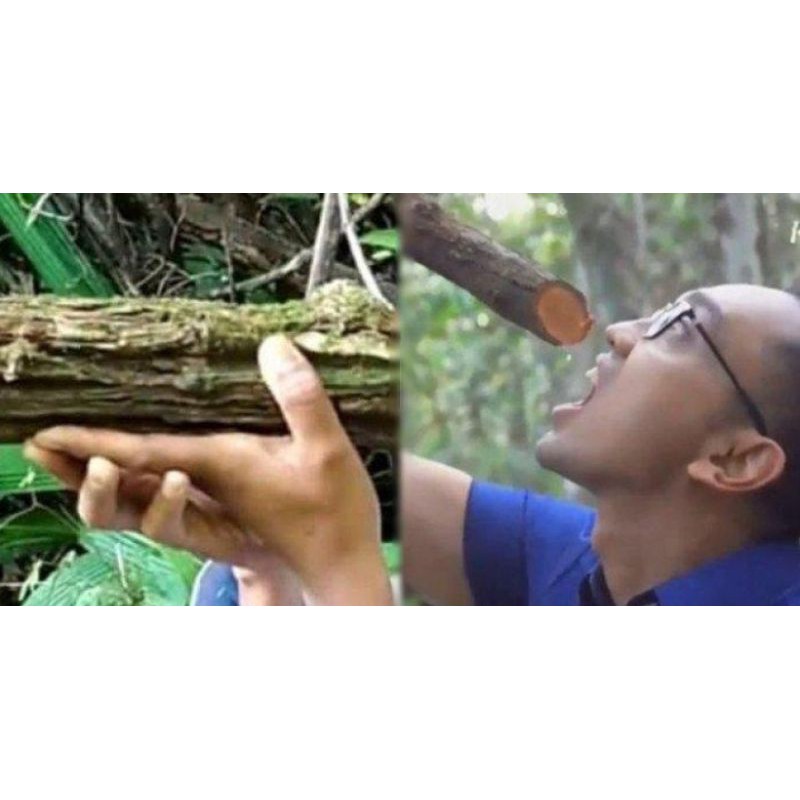 

akar bajakah Tempala Merah