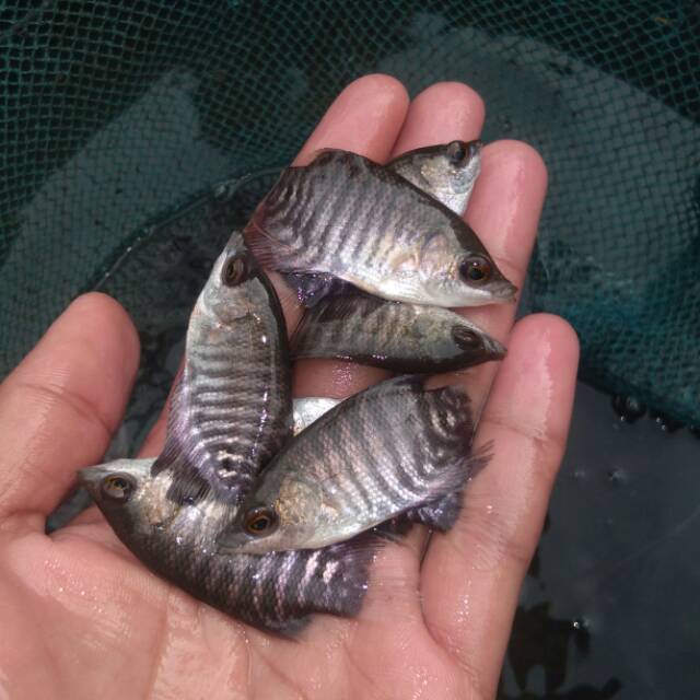 Bibit gurame