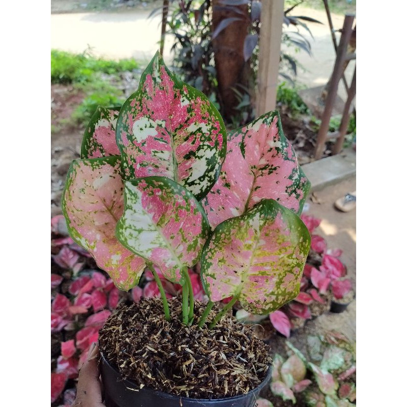 aglonema dud tricolour