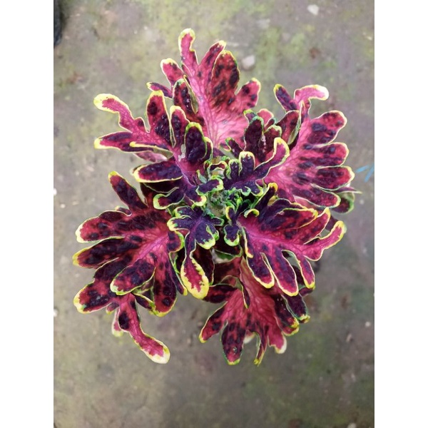 Miana Sultan id Seahorse