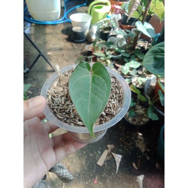 papilaminum red stem