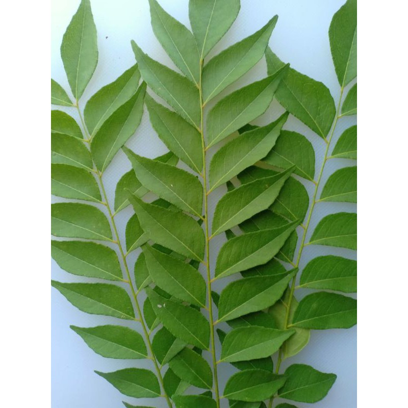 

Daun Kari Kering/Salam Koja 10gram