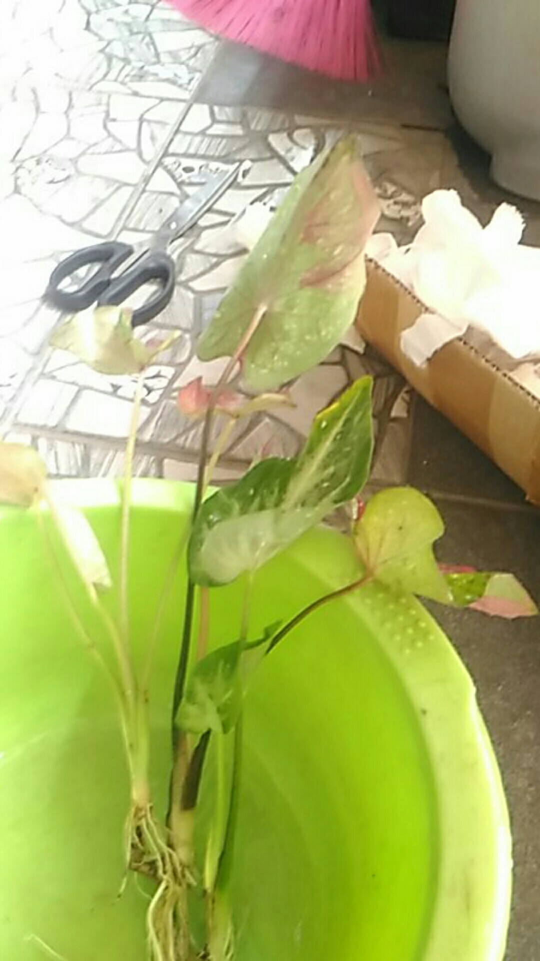 Caladium Shycool/ Dikirim Size Anakan-remaja Cat Tumpah