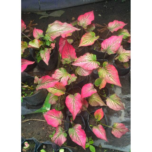 Caladium Infinity Shopee Indonesia