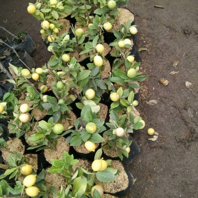 Bibit jeruk lemon.masih kecil udah pandai berbuah