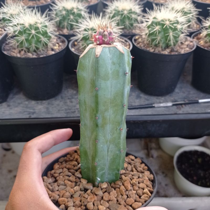KAKTUS PINK DIAMOND KAKTUS GYMNO PINK DIAMOND GRAFT ON MYRTILLO KAKTUS MURAH TANAMAN HIAS