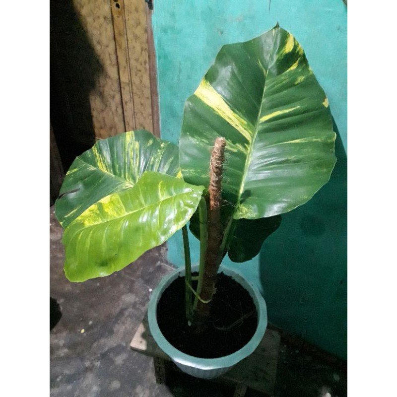 MONSTERA EPIPREMNUM AUREUM SIRIH GADING JUMBO