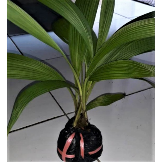 Bibit Anggrek Putih / Anggrek Tanah