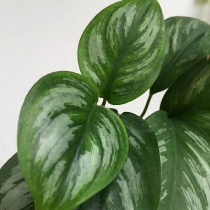 scindapsus sp, Scindapsus sp sumatra