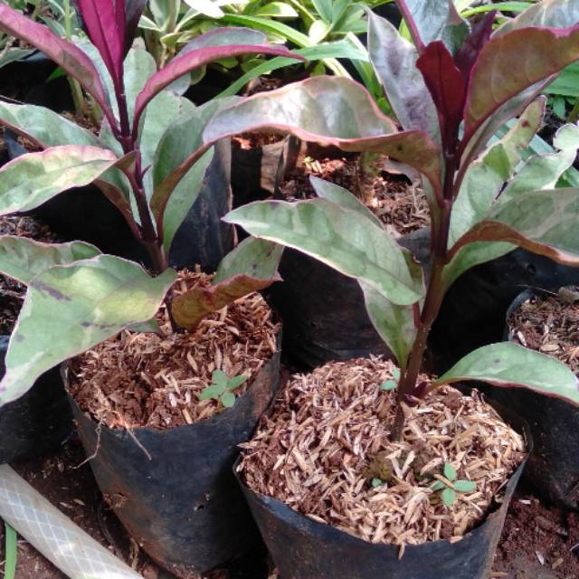 Tanaman melati merah / melati jepang daun merah