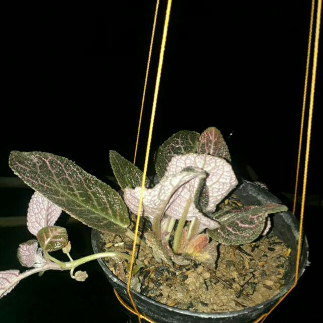  Episcia  cupreata si Tanaman Hias Gantung Shopee Indonesia