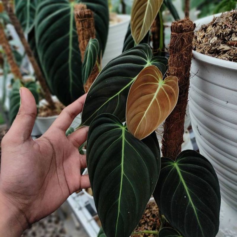 Tanaman hias Philodendron Melanochrysum | philo melano