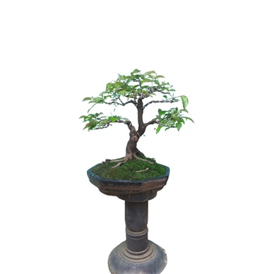 bonsai pohin kiperak/silverberry