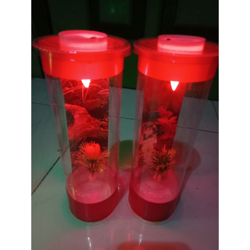 (COD) aquarium mini ikan cupang versi colour
