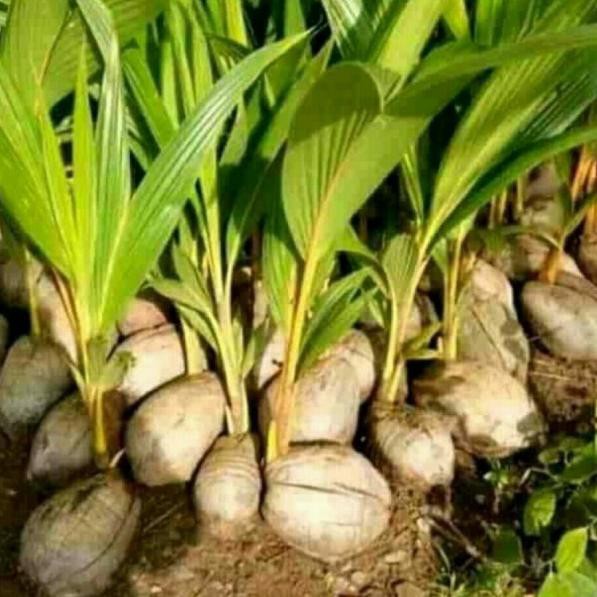 ➬ Bibit Kelapa Wulung / Kelapa Ijo Asli Super Genjah ✮