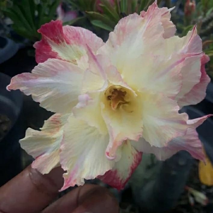

Bibit bunga kamboja adenium welty