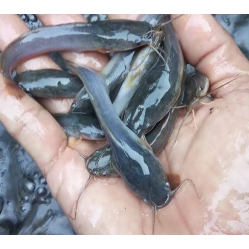 bibit ikan lele 20 ekor