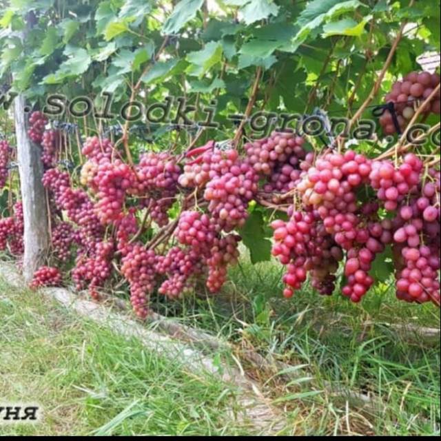 Bibit Anggur Import DASHUNIA Grafting