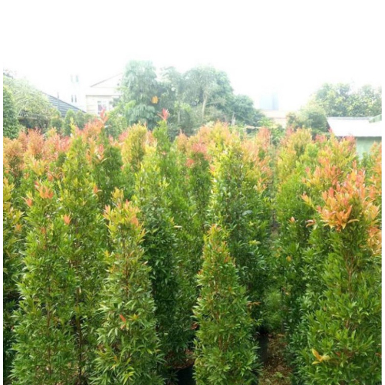 tanaman hias pucuk merah tinghi 2 meter / pucuk merah tinggi 2 m termurah